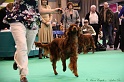 Crufts2011 904